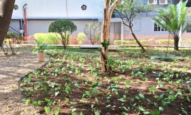 reforma de jardim, paisagismo para empresa, paisagismo empresarial, jardim reformado, jardinagem e manutenção de jardim.